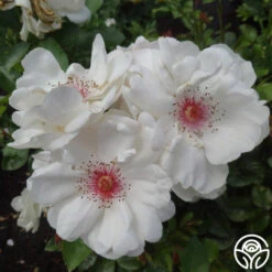 Jacqueline Du Pré™ -Heirloom Roses jacqueline du pre logo 02