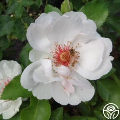 Jacqueline Du Pré™ -Heirloom Roses jacqueline du pre logo 03