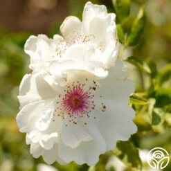 Jacqueline Du Pré™ -Heirloom Roses jacqueline du pre logo 05