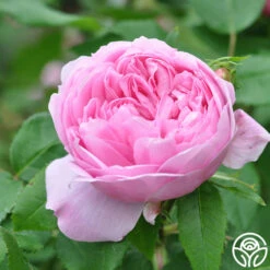 Jacques Cartier -Heirloom Roses jacques cartier 4