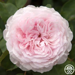 James Galway® -Heirloom Roses james galway 11 1