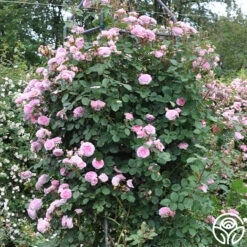 James Galway® -Heirloom Roses james galway 12