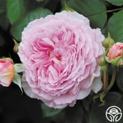 James Galway® -Heirloom Roses james galway 3 1 1