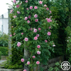 James Galway® -Heirloom Roses james galway 4 1