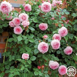 James Galway® -Heirloom Roses james galway 5