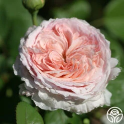 James Galway® -Heirloom Roses james galway 6 1