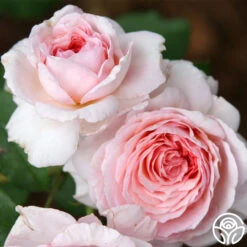 James Galway® -Heirloom Roses james galway 8 2