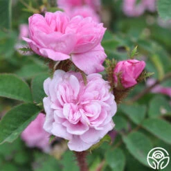 James Mitchell -Heirloom Roses james mitchell 1 5