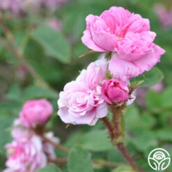 James Mitchell -Heirloom Roses james mitchell 4 5