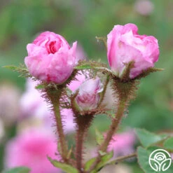 James Mitchell -Heirloom Roses james mitchell 5