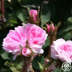 James Mitchell -Heirloom Roses james mitchell 6