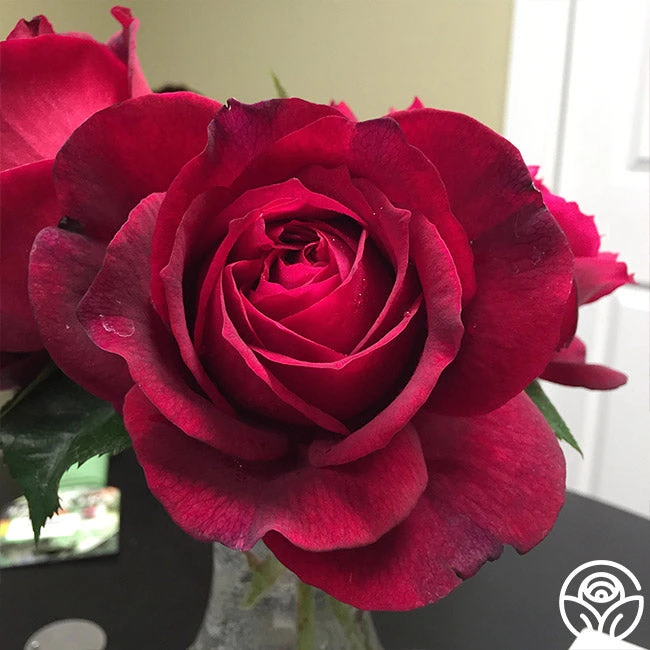 Janice Kellogg 4 Janice Kellogg - Image 2