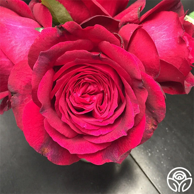 Janice Kellogg 3 Janice Kellogg