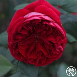 Jean Rex 9 Jean Rex -Heirloom Roses jean rex 13