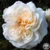 Joan Fontaine™ -Heirloom Roses joan fontaine 1 7