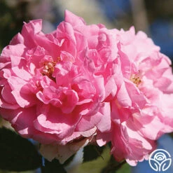 John Davis 19 John Davis -Heirloom Roses john davis logo 01