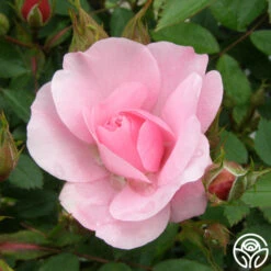 John Davis 17 John Davis -Heirloom Roses john davis logo 02