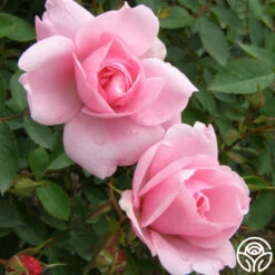 John Davis 15 John Davis -Heirloom Roses john davis logo 03