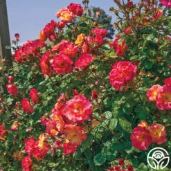 Joseph's Coat -Heirloom Roses josephs coat 11