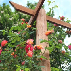 Joseph's Coat -Heirloom Roses josephs coat 4