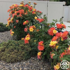 Joseph's Coat -Heirloom Roses josephs coat 6