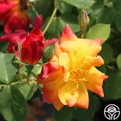 Joseph's Coat -Heirloom Roses josephs coat 8