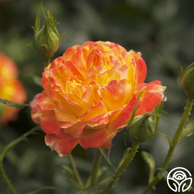 Judy Garland™ 12 Judy Garland™ - Image 10