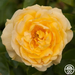 Julia Child™ -Heirloom Roses julia child 2 2
