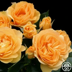 Julia Child™ -Heirloom Roses julia child 73