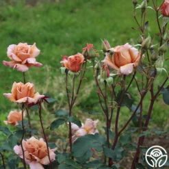 Julia's Rose® -Heirloom Roses julia s rose 11
