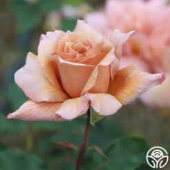 Julia's Rose® -Heirloom Roses julia s rose 12