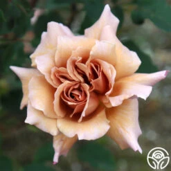 Julia's Rose® -Heirloom Roses julia s rose 13