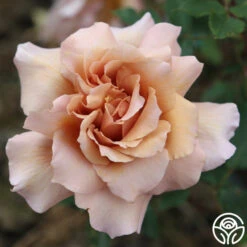 Julia's Rose® -Heirloom Roses julia s rose 14