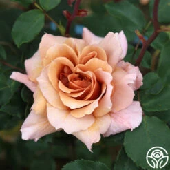 Julia's Rose® -Heirloom Roses julia s rose 16