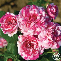 Julio Iglesias™ 6 Julio Iglesias™ -Heirloom Roses julio iglesias 3