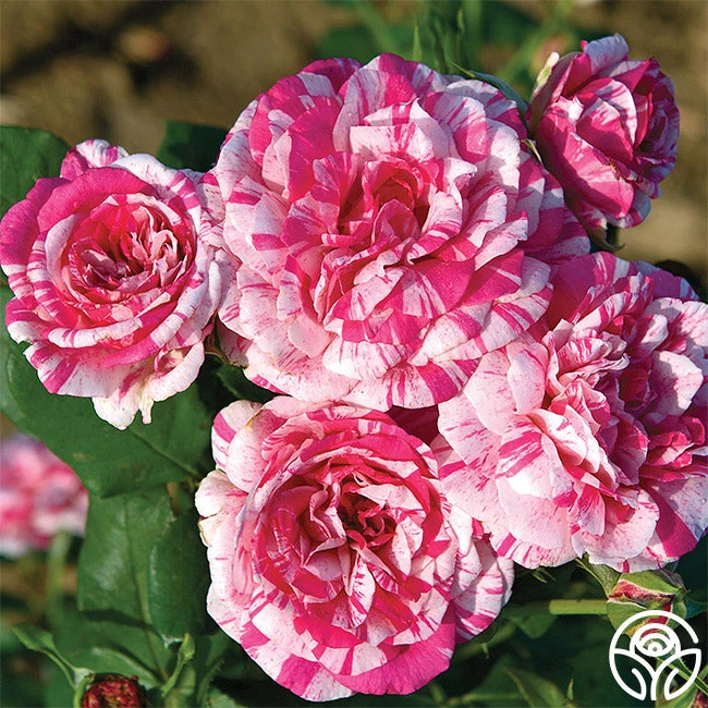 Julio Iglesias™ 4 Julio Iglesias™ - Image 2