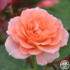 Jump For Joy™ -Heirloom Roses jump for joy 11