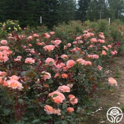 Jump For Joy™ -Heirloom Roses jump for joy 4 9
