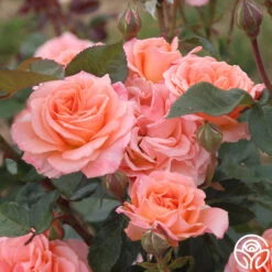 Jump For Joy™ -Heirloom Roses jump for joy 5 7