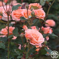 Jump For Joy™ -Heirloom Roses jump for joy 6 7
