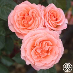 Jump For Joy™ -Heirloom Roses jump for joy 8 1 1