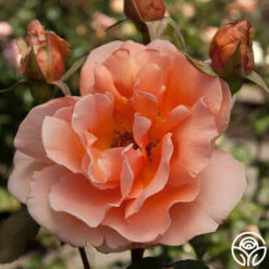 Just Joey® -Heirloom Roses just joey 11