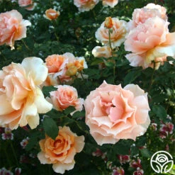 Just Joey® -Heirloom Roses just joey 2 9