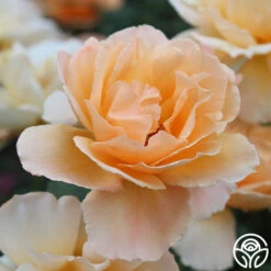 Just Joey® -Heirloom Roses just joey 8