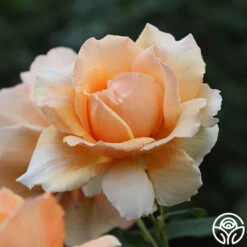 Just Joey® -Heirloom Roses just joey 9 1