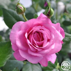 Kaffe Fassett -Heirloom Roses kaffe fassett 2 5