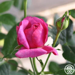 Kaffe Fassett -Heirloom Roses kaffe fassett 4 5