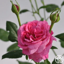 Kaffe Fassett -Heirloom Roses kaffe fassett 5