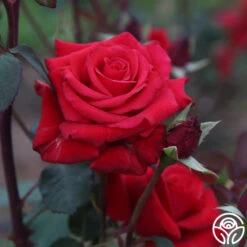 Kardinal™ -Heirloom Roses kardinal 2 8