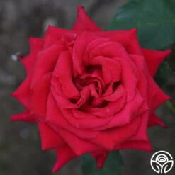 Kardinal™ -Heirloom Roses kardinal 3 1 1
